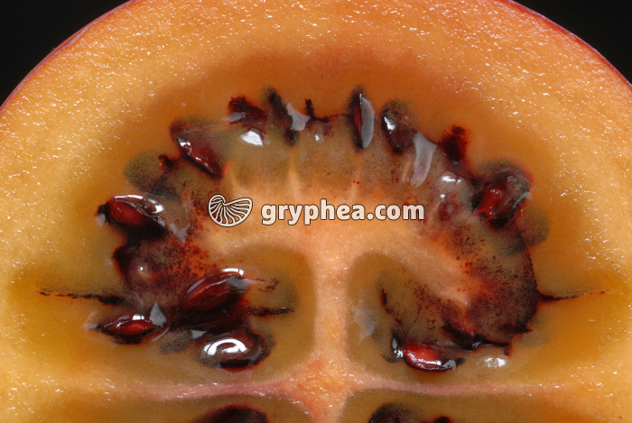 Tamarillo CT (détail) - gryphea.com